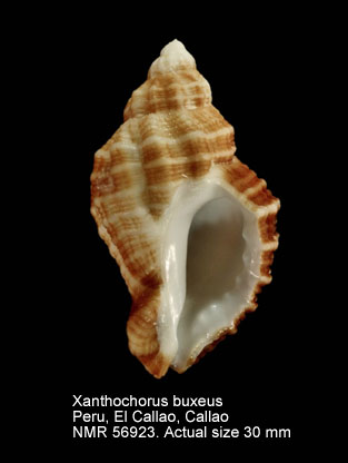 Xanthochorus buxeus.jpg - Xanthochorus buxeus(Broderip,1833)